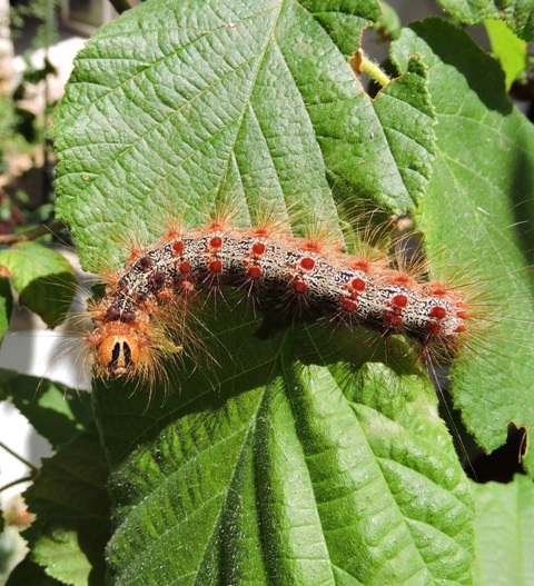 Lymantria_dispar Gypsy Moth caterpillar